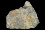 Two Ordovician Starfish (Petraster?) Fossils - Morocco #180858-1
